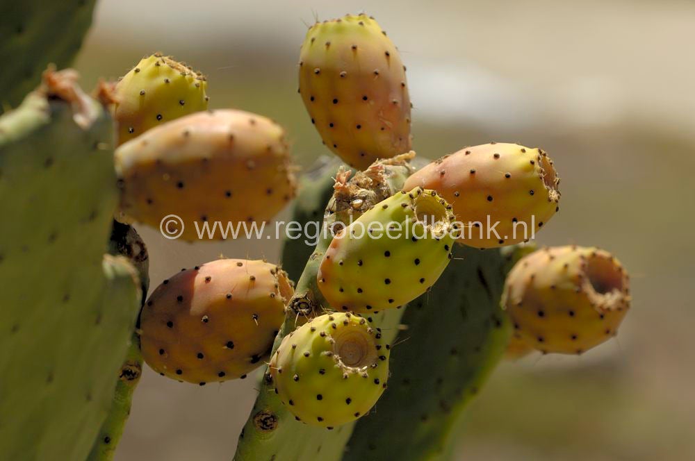 fruit_003.jpg