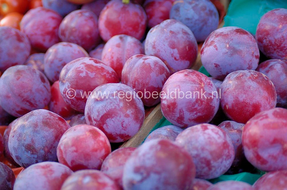 fruit_007.jpg
