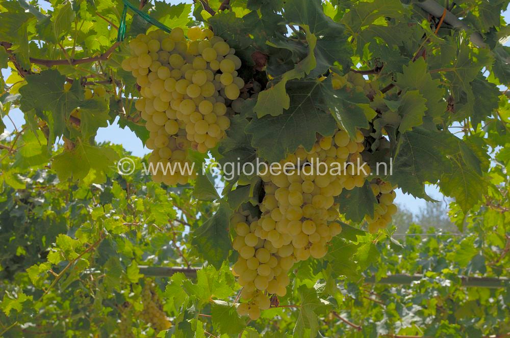 fruit_011.jpg
