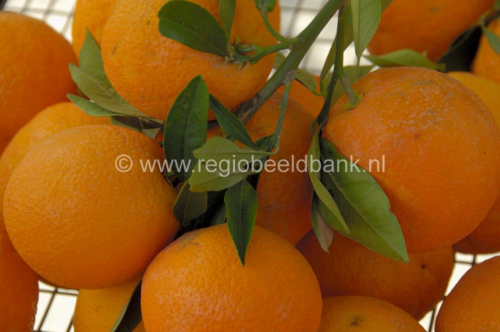 fruit_013.jpg