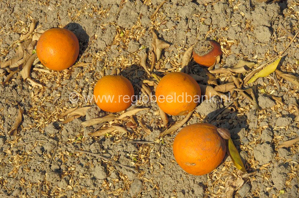 fruit_015.jpg
