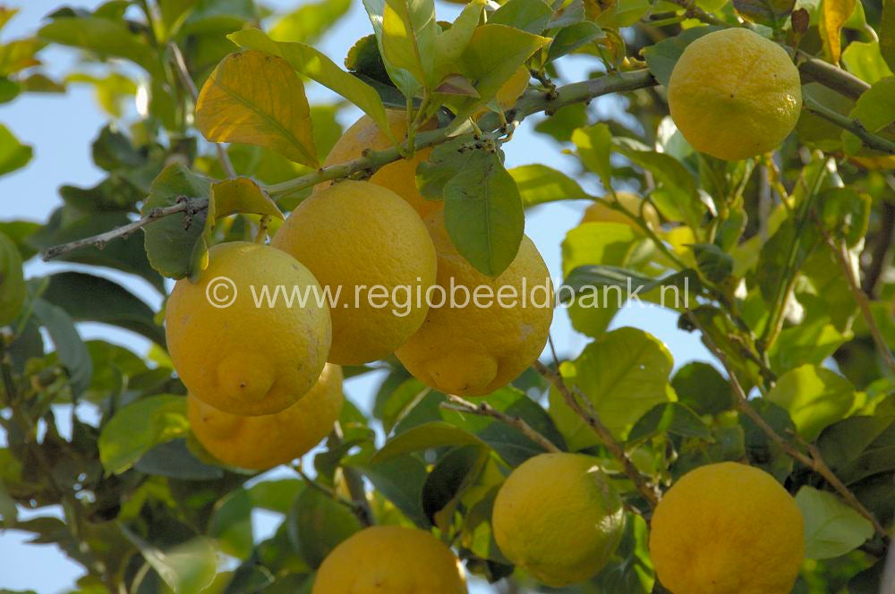 fruit_017.jpg