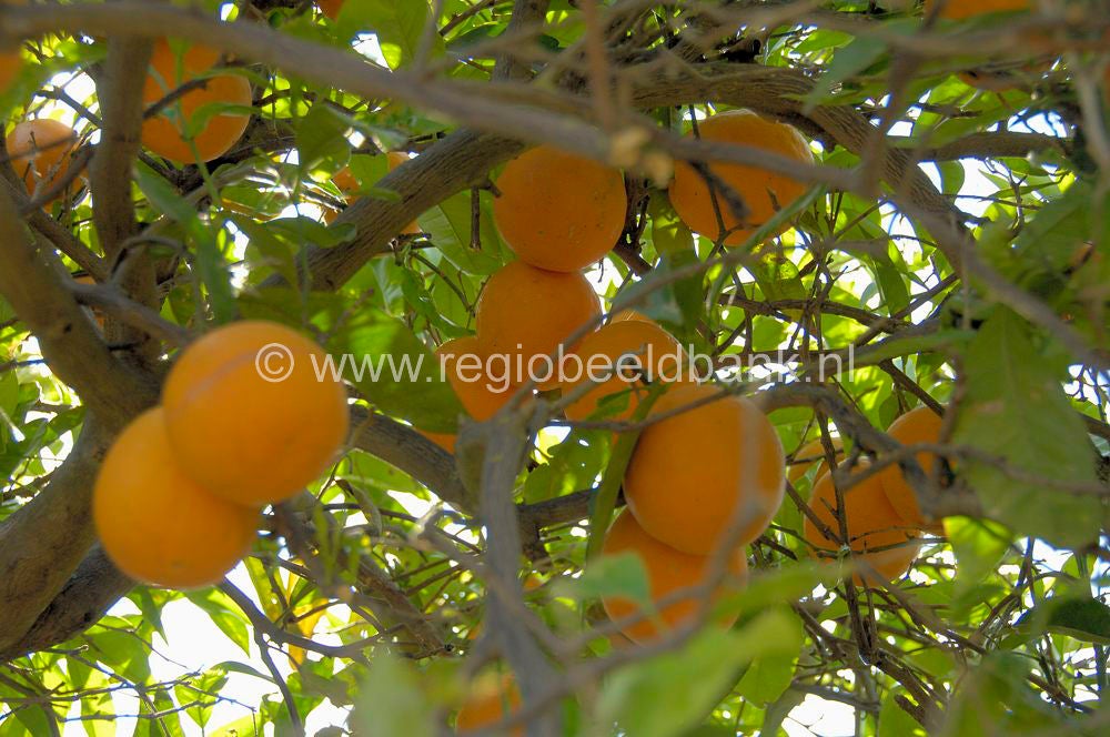 fruit_019.jpg