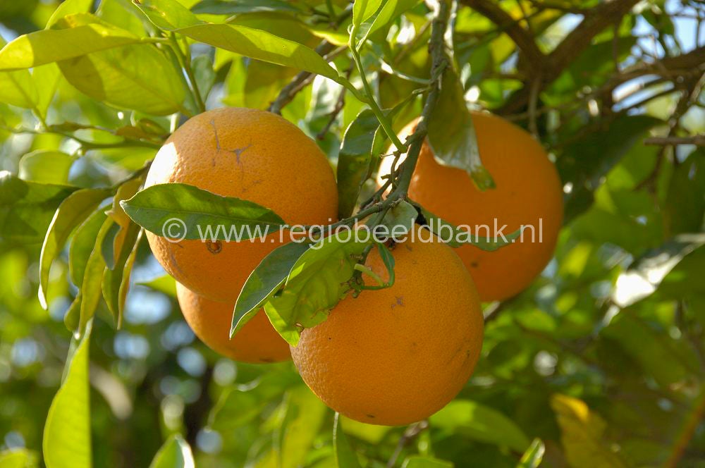 fruit_021.jpg