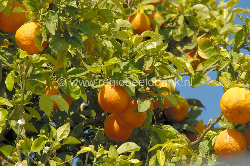 fruit_023.jpg