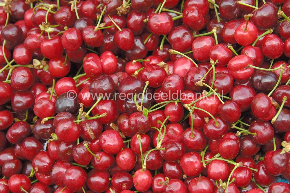 fruit_025.jpg