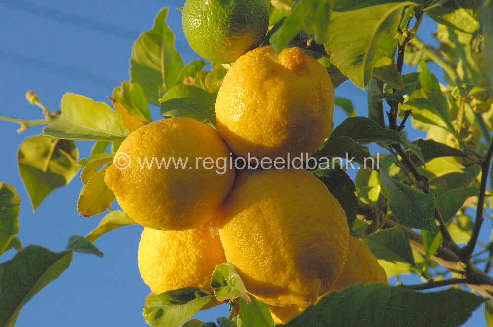 fruit_027.jpg