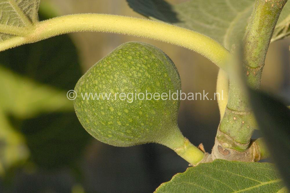 fruit_029.jpg