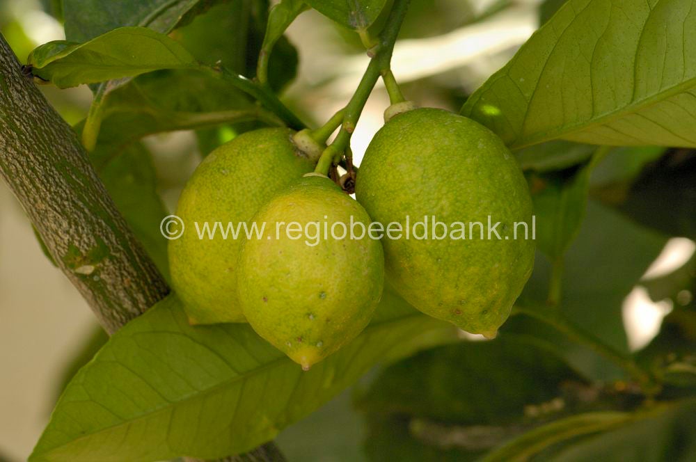 fruit_031.jpg