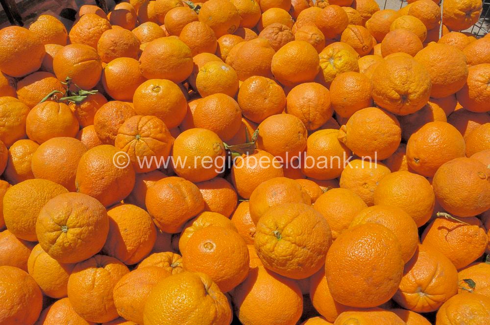 fruit_033.jpg