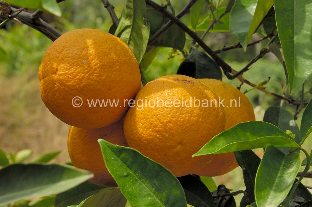 fruit_035.jpg