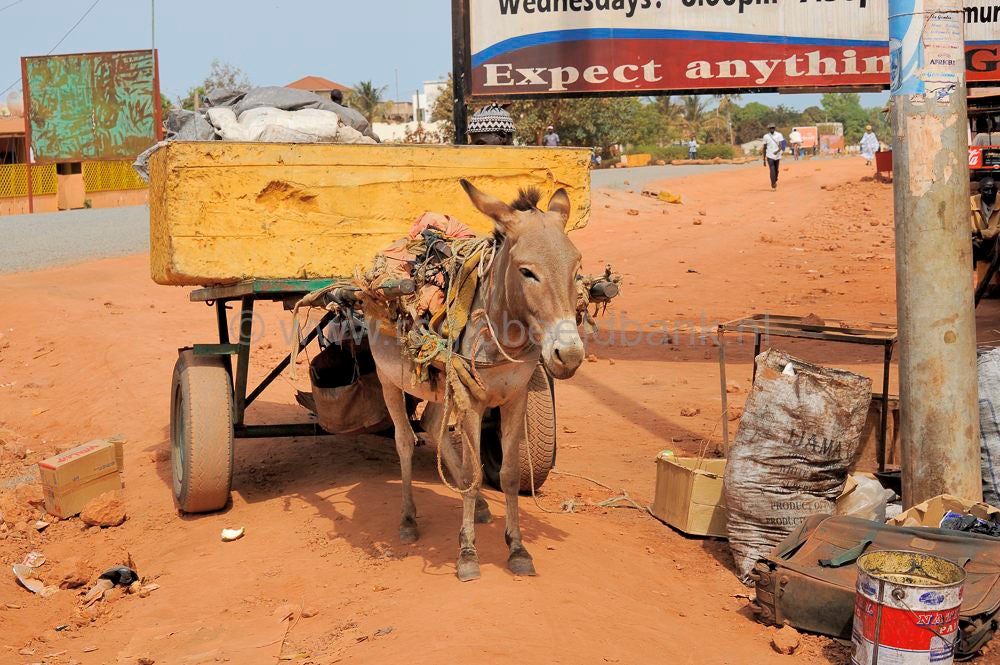 gambia_231.jpg