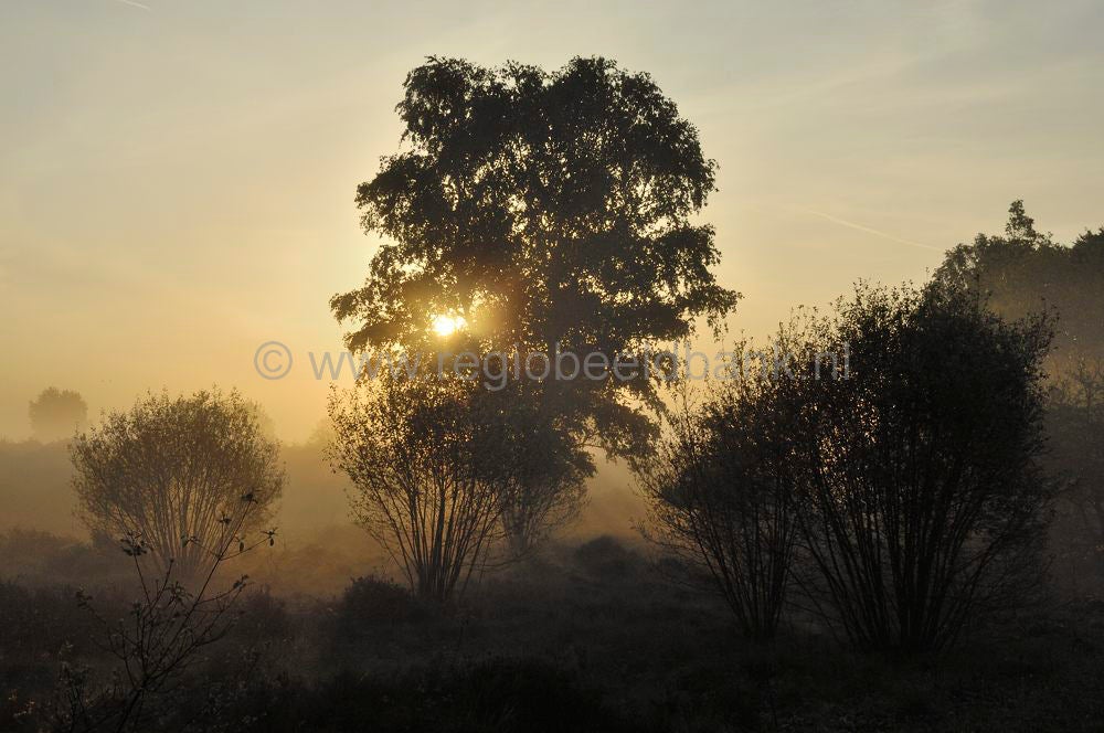 ginkelse_heide_002.jpg