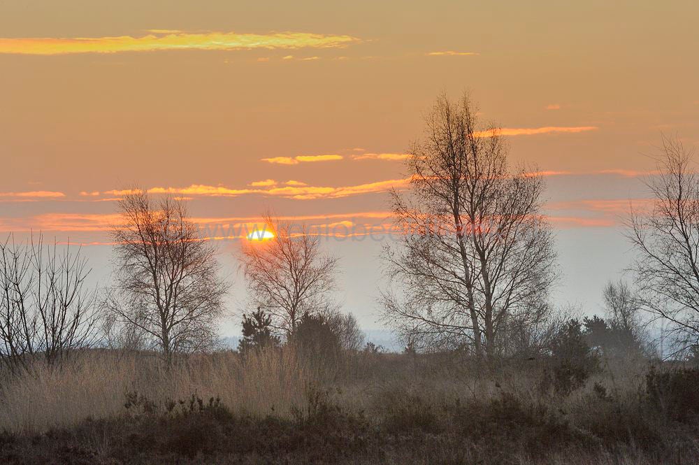 ginkelse_heide_004.jpg