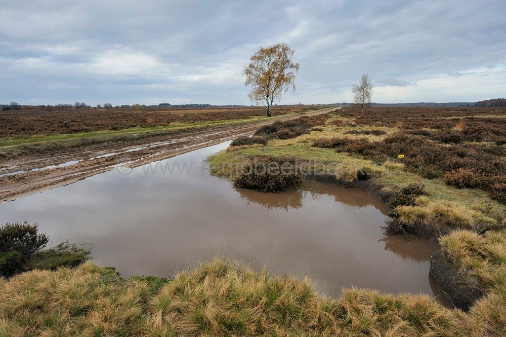 ginkelse_heide_012.jpg