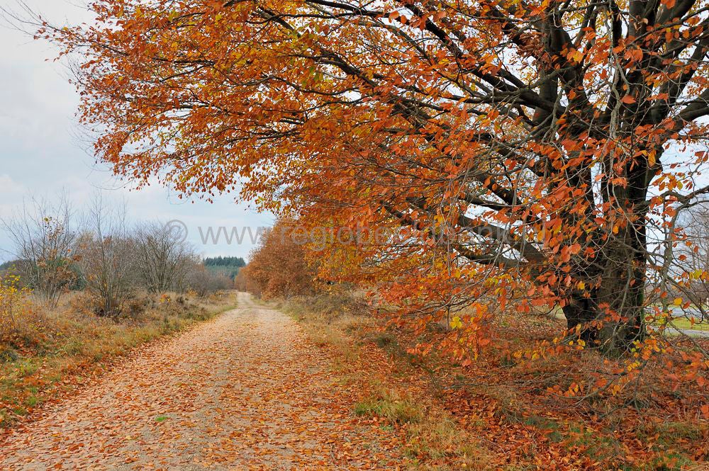 ginkelse_heide_016.jpg