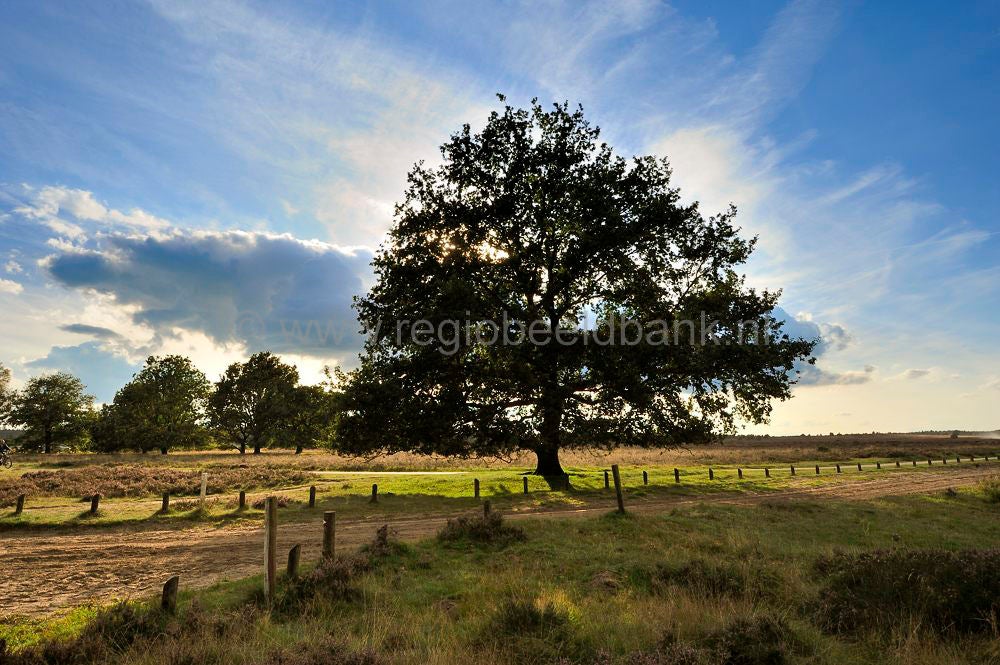ginkelse_heide_020.jpg