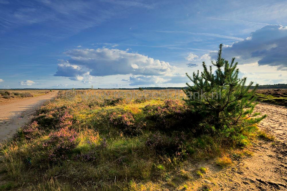 ginkelse_heide_023.jpg
