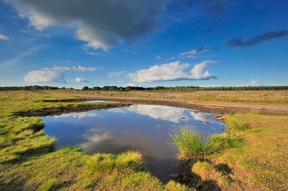 ginkelse_heide_024.jpg