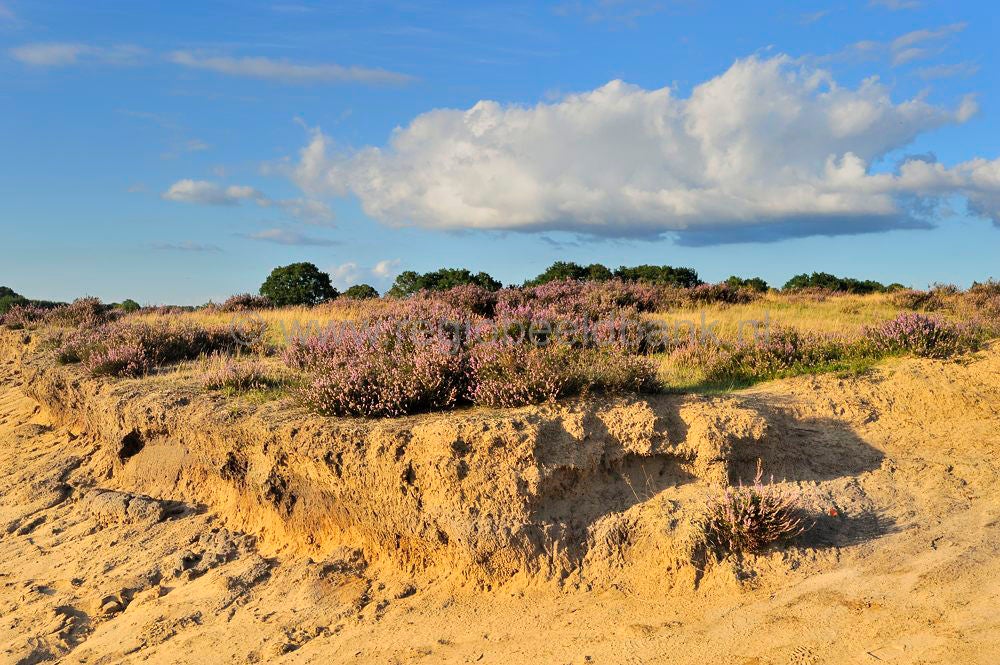 ginkelse_heide_027.jpg