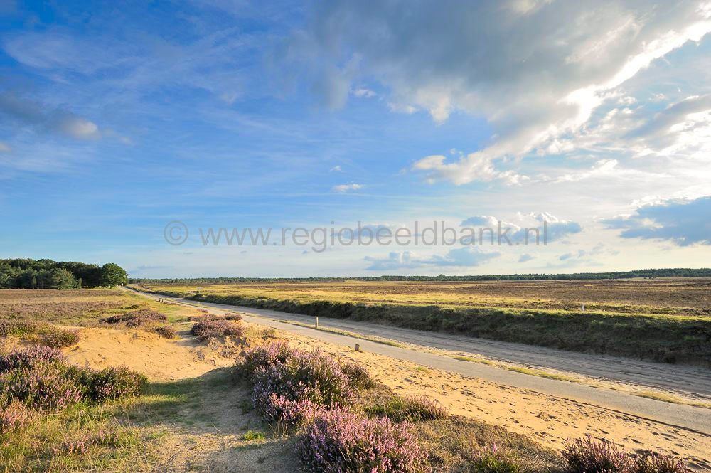 ginkelse_heide_030.jpg