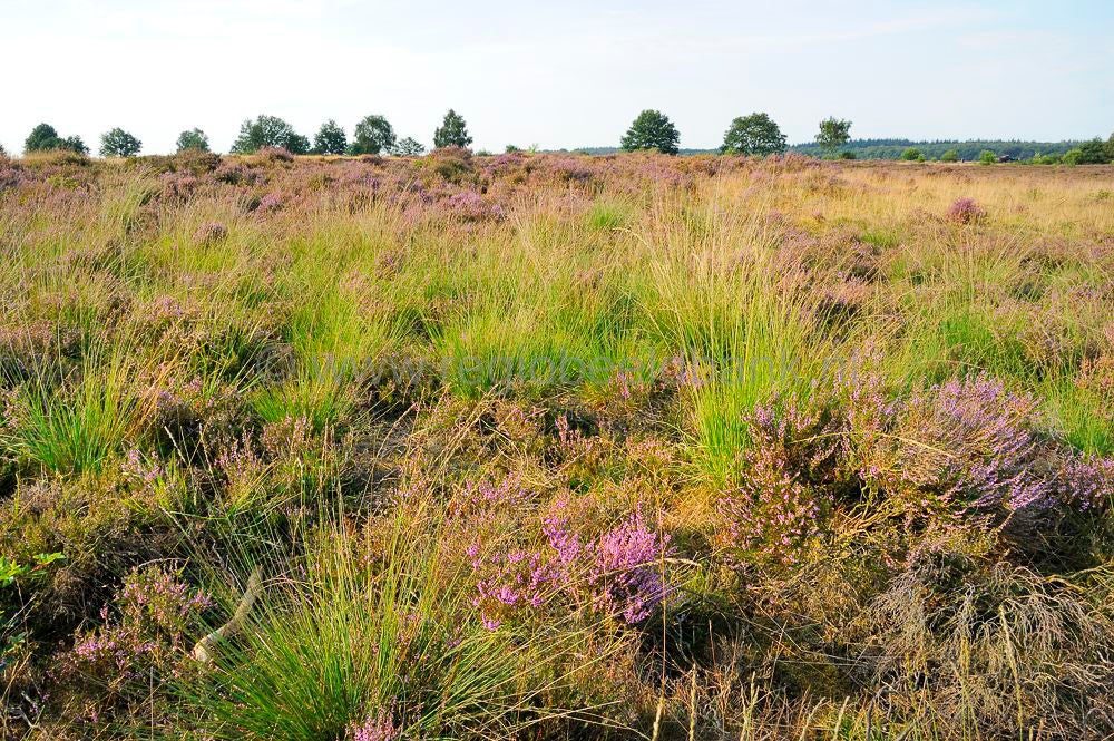 Veluwe Natuurgebieden