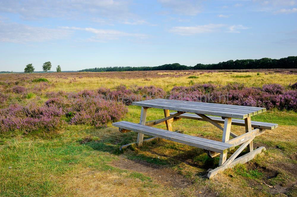 ginkelse_heide__073.jpg