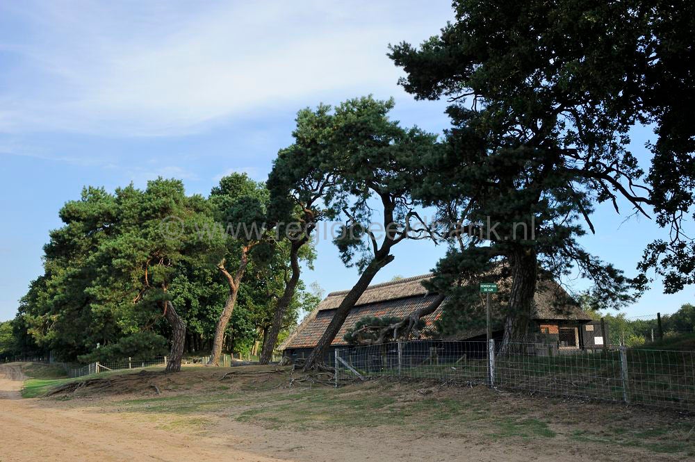 ginkelse_heide__077.jpg