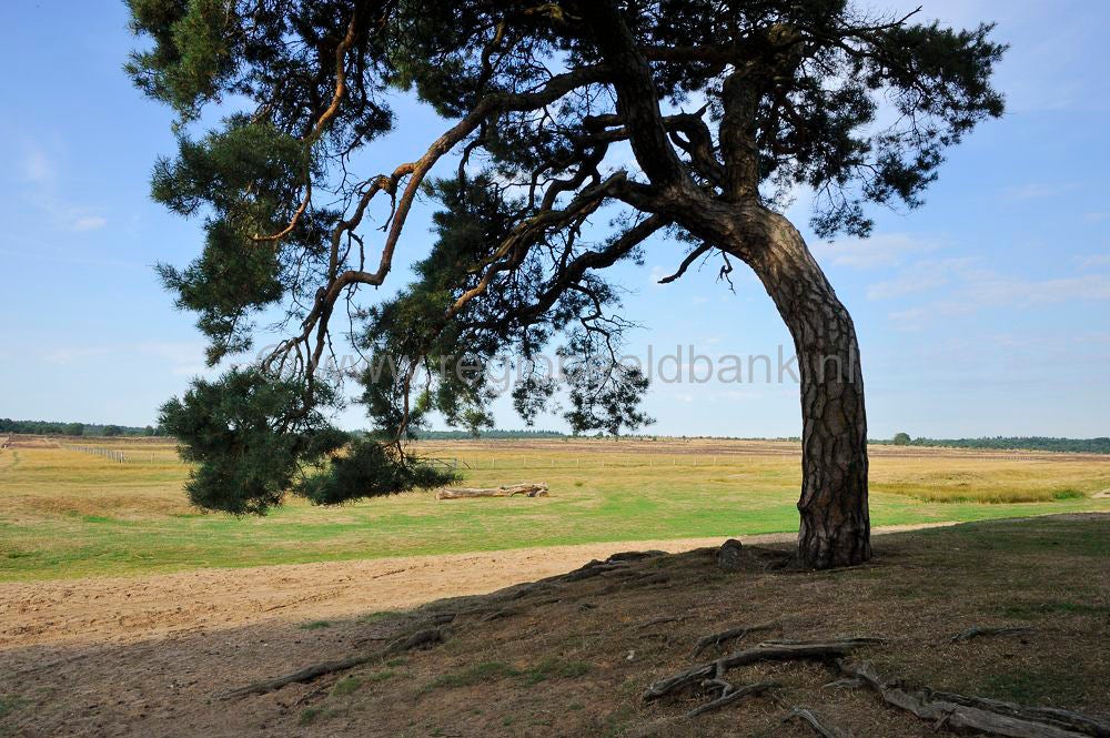 ginkelse_heide__080.jpg