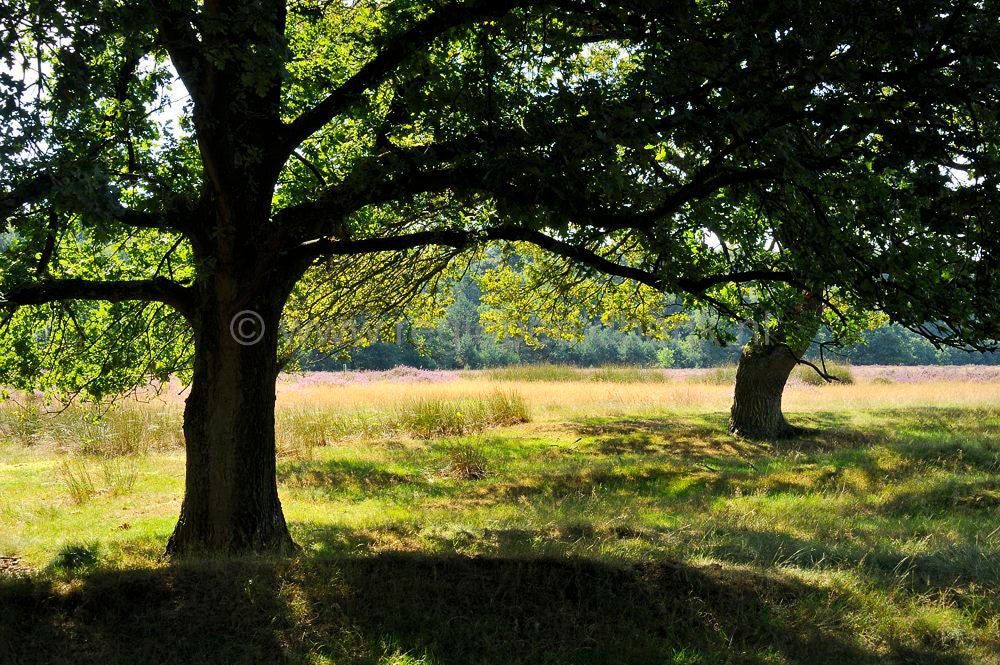 ginkelse_heide__083.jpg