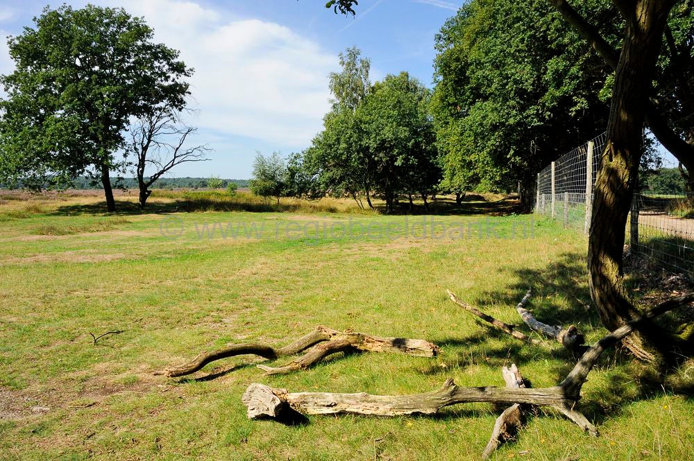 ginkelse_heide__088.jpg