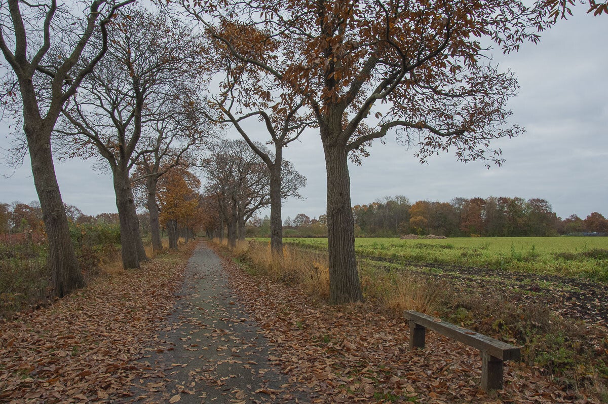 glindhorsterpad011.jpg