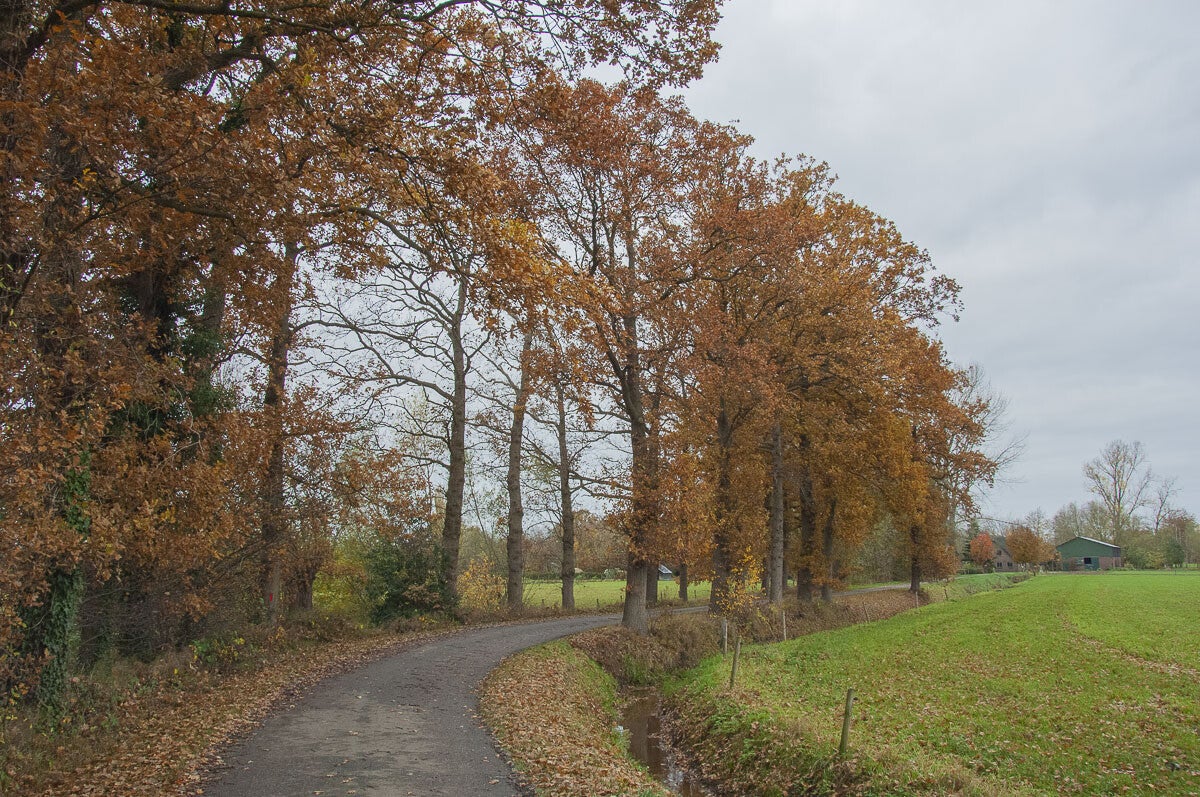 glindhorsterpad025.jpg