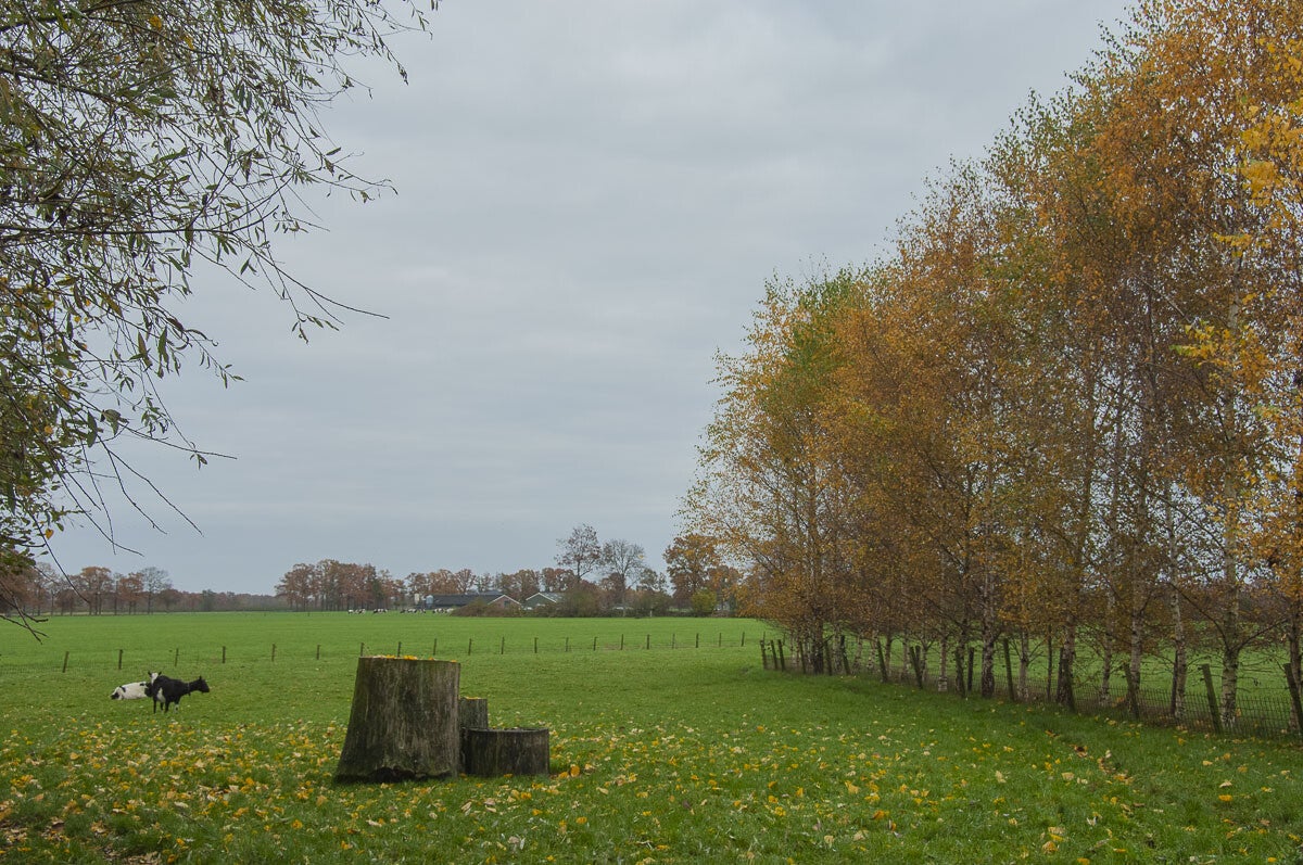 glindhorsterpad031.jpg
