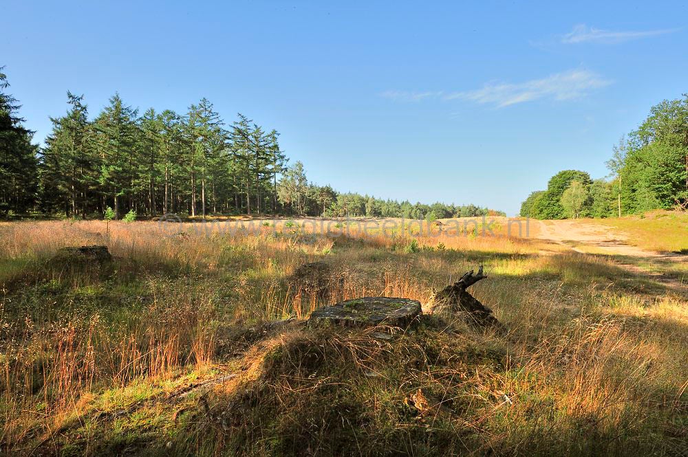 henschoten_011.jpg