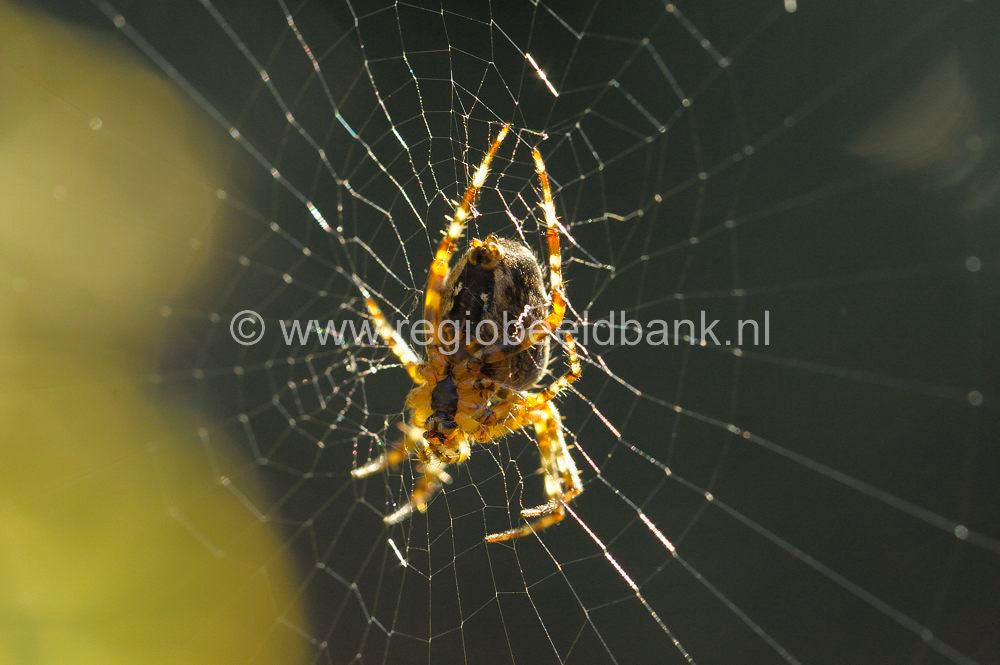 herfst_2008_057.jpg