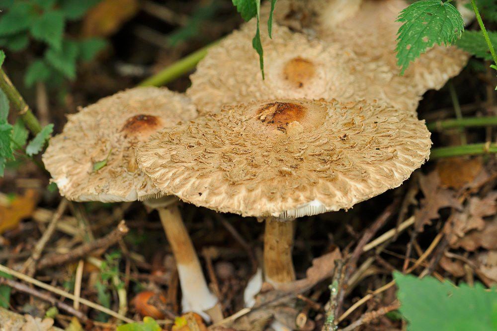 &nbsp; Lambalgse Bos