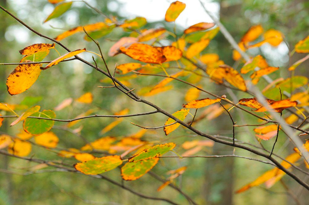 herfst_2017_038-1.jpg