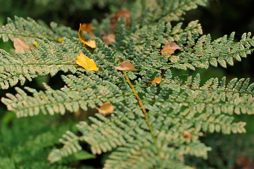 herfst_2017_040-1.jpg