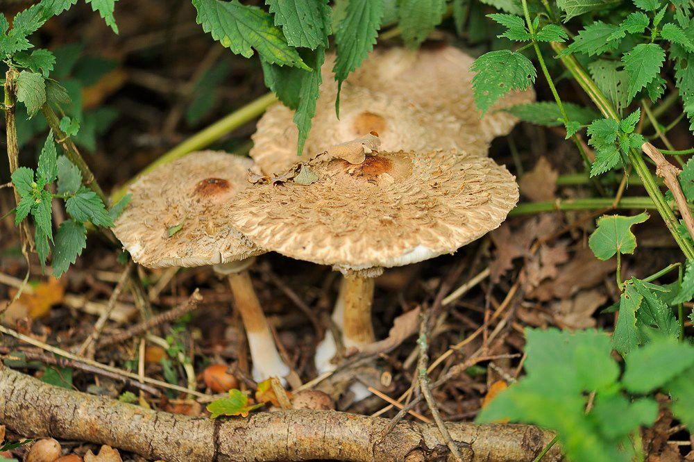 herfst_2017_043-1.jpg