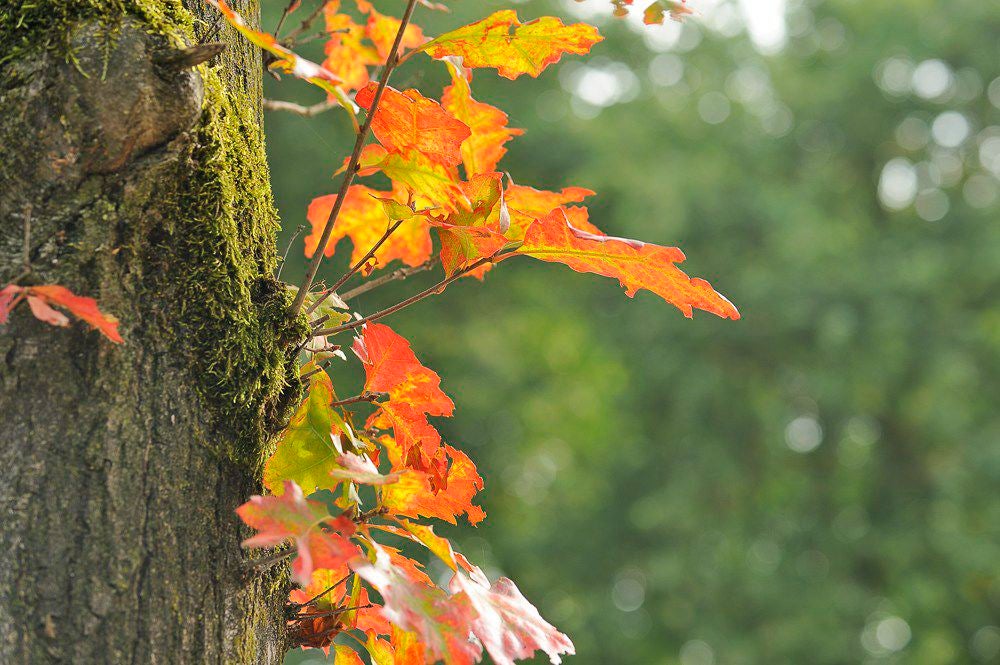herfst_2017_048-1.jpg