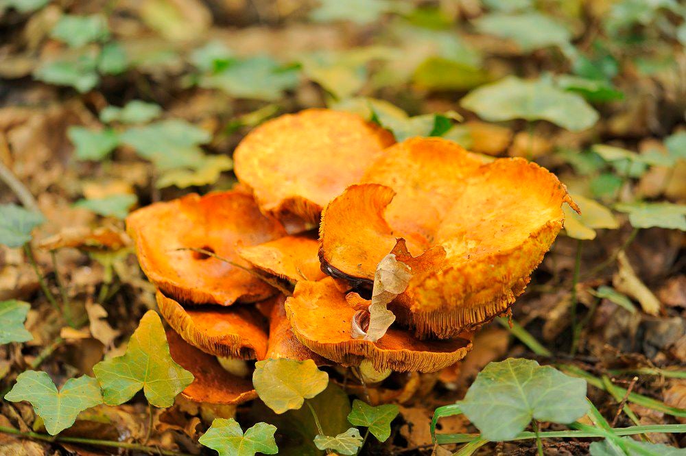 herfst_2017_050-1.jpg