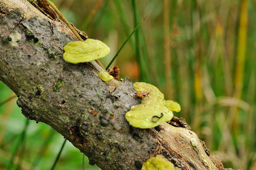 herfst_2017_054-1.jpg