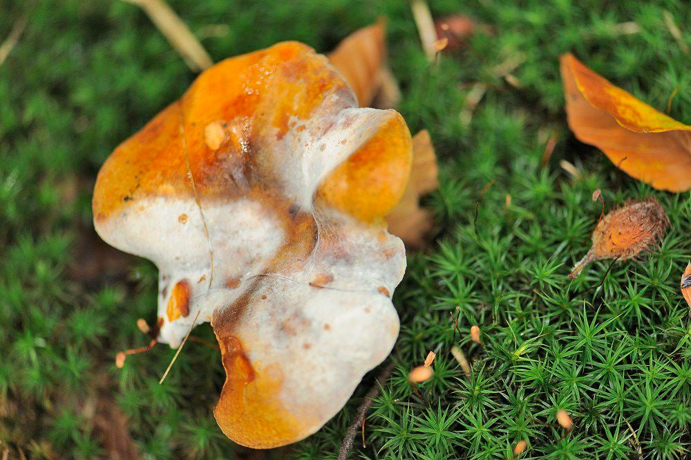 herfst_2017_061-1.jpg