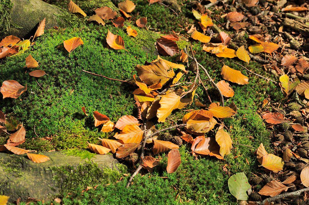 herfst_2017_063-1.jpg