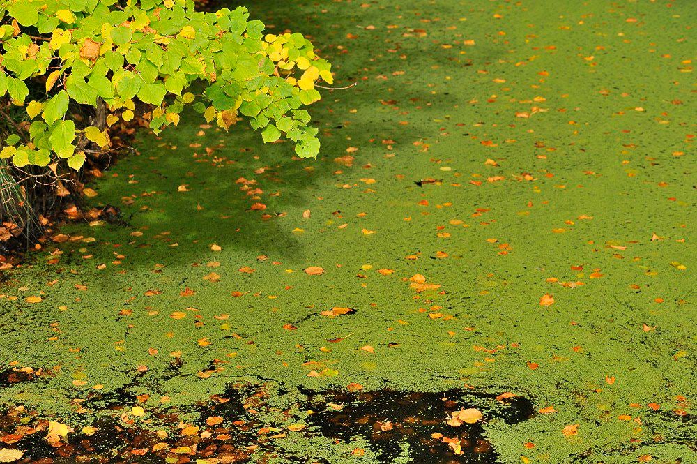 herfst_2017_065-1.jpg