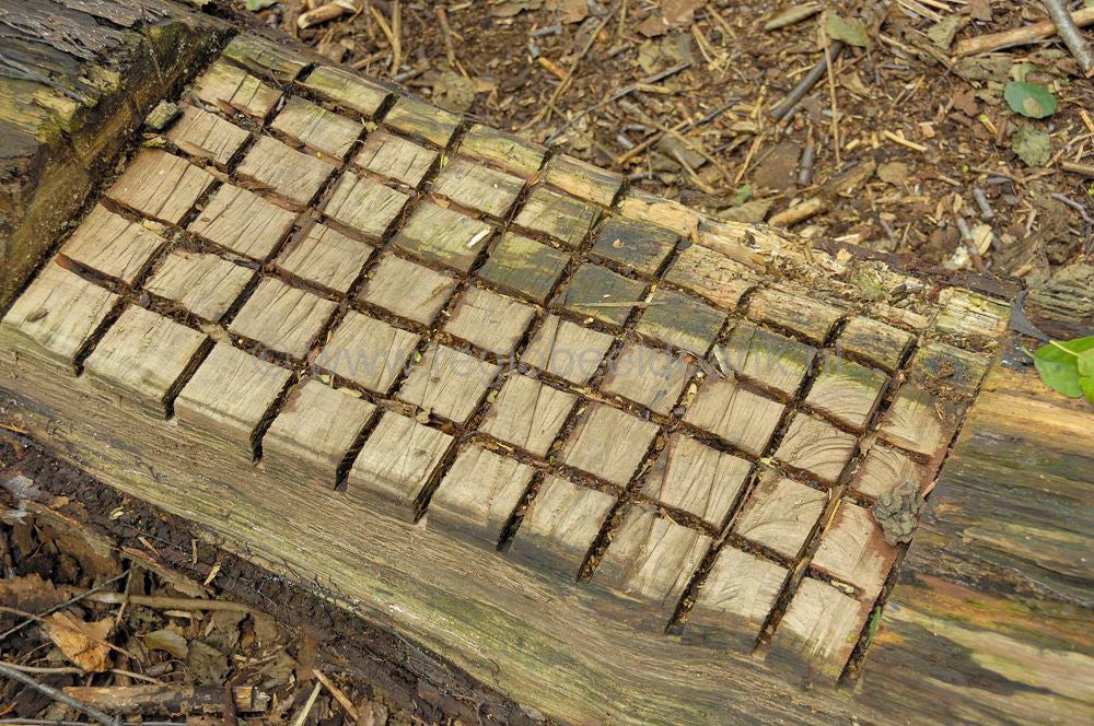 het_cotlandenpad_010-2.jpg