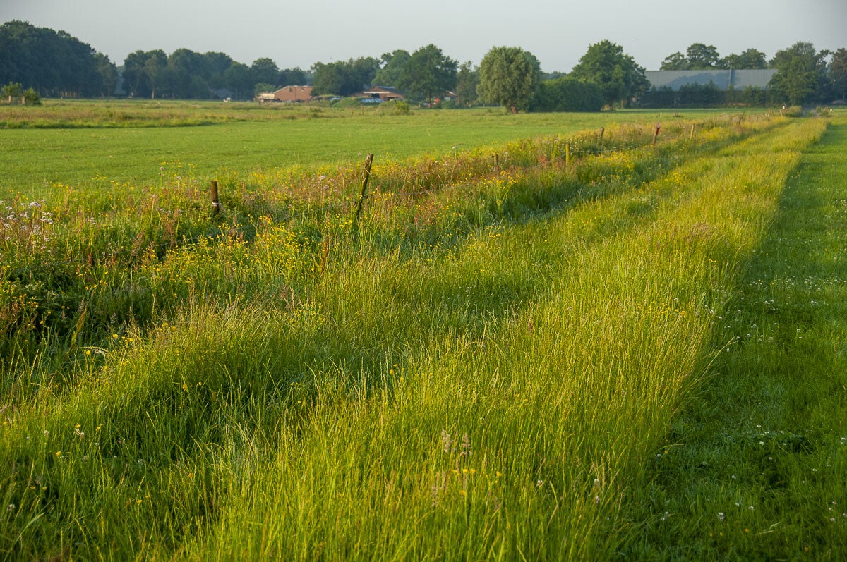 Derde Erfpad Soest 01 07 2005 1