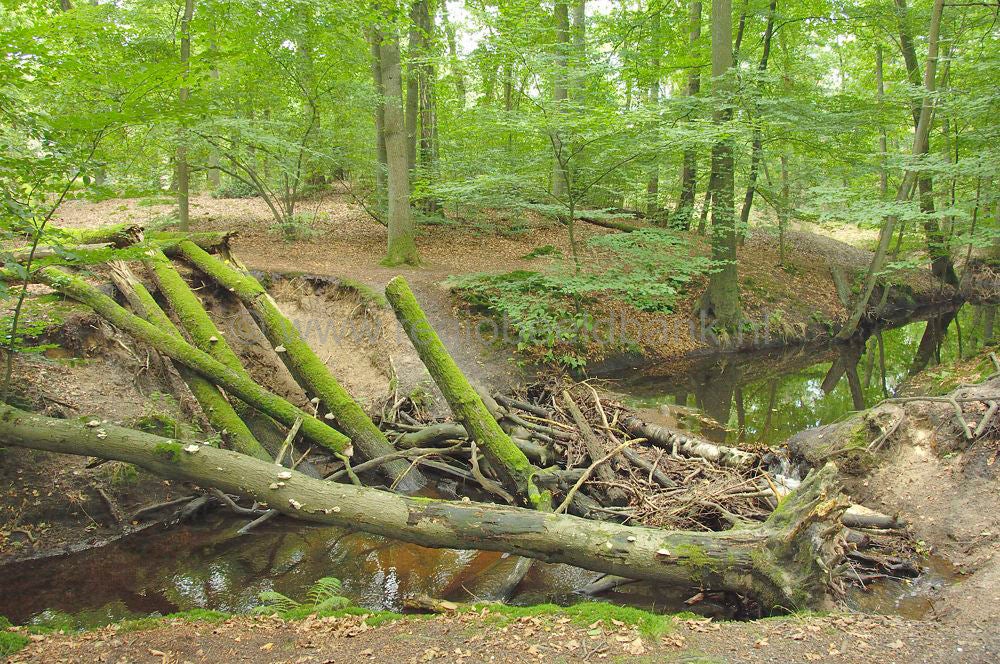 hierdensebeek_leuvenum_0054.jpg