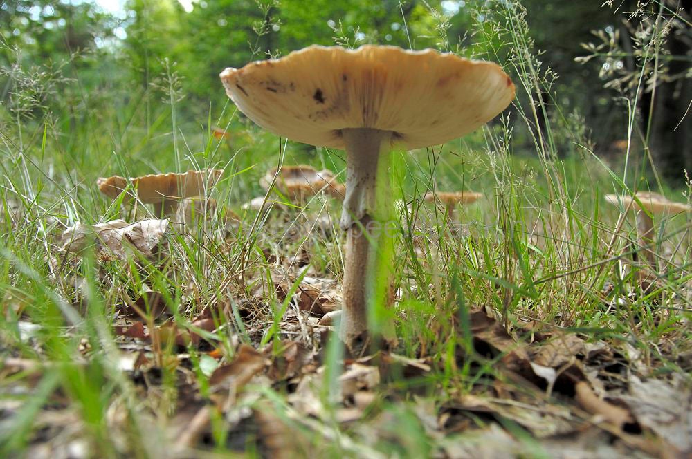 hierdensebeek_leuvenum_0063.jpg